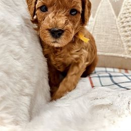 Bernedoodle, Goldendoodle, and Sheepadoodle Puppies from Maplesierradoodles