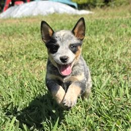 Light green collar - Blue mottled female Australian Cattle Dog puppy in Smyrna, South Carolina from Wood Haven Farm of SC