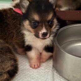 Boy 5 Tri - Black and tan male Pembroke Welsh Corgi puppy in Mountain View, Hawaii from Celtic Corgis