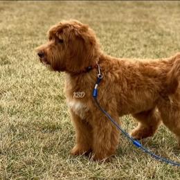 Daisy - Goldendoodle