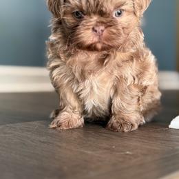 Boy1 - Lilac male Shih Tzu puppy in Union City, Georgia from Chinx Puppy Songs