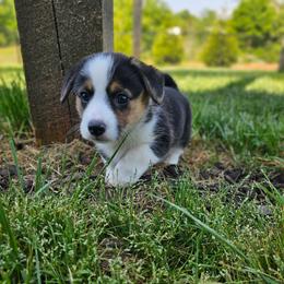 Poppy - Black and tan female American Corgi puppy in Taylorsville, North Carolina from America's Red White and Bluie Corgis