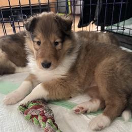 Prancer - Sable and white female Collie puppy in Morocco, Indiana from Collegiate Bassets and Rheign Collies