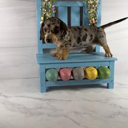 Tiffany - Dapple female Dachshund puppy in Wills Point, Texas from Duck Creek Farm