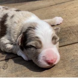Miniature American Shepherd Puppies from SJC Texas Aussies