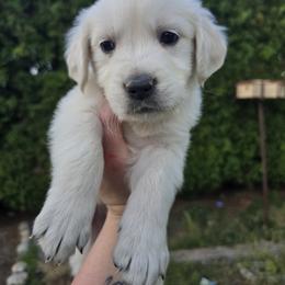 Orange Boy - Light golden male Golden Retriever puppy in Pasco, Washington from Rodgers Retrievers