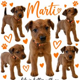 Girl 2 - Red female Irish Terrier puppy in Austin, Texas from ATX Irish Terriers
