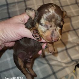 JARETH - Dapple male Dachshund puppy in Antlers, Oklahoma from MoMo's Dachshunds