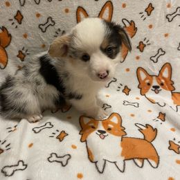 American Corgi and Pembroke Welsh Corgi Puppies from Caddeaux Corgis