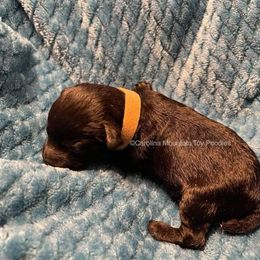 Poodle Puppies from Carolina Mountain Toy Poodles