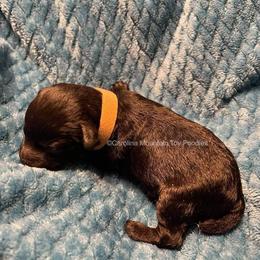 Poodle Puppies from Carolina Mountain Toy Poodles