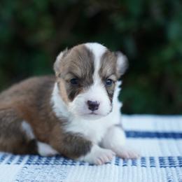 Male-FLUFFY COAT - Red male Pembroke Welsh Corgi puppy in Berea, Kentucky from SunShine Corgis