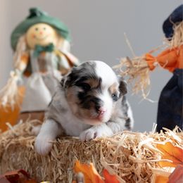 UCi - Blue merle female Miniature American Shepherd puppy in Groesbeck, Texas from Epic Miniature American Shepherds