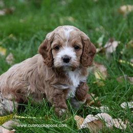Cockapoo Puppies from Cute Cockapoos