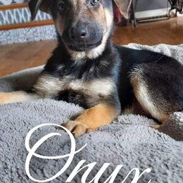 German Shepherd Puppies from Haus Skyborne Shepherds