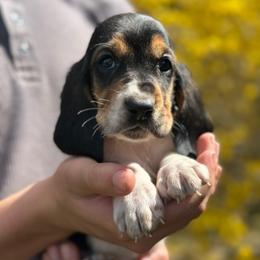 Male 2 - Black brown and white male Basset Hound puppy in Lindley, New York from Hill Top Basset Hounds & Cane Corso