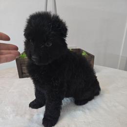 Solid Black long coat Purple collar female - Black female German Shepherd puppy in Clinton, Arkansas from 501 Shepherds
