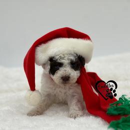 Arlo - Brown male Poodle puppy in Nashville, Arkansas from Cuddles n Curls