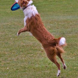 English Shepherd All Grown Up from Quixotic Shepherds