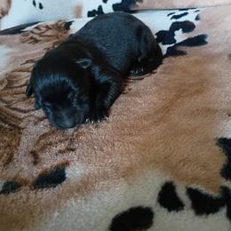 Boy 1 - Black male German Shepherd puppy in Cochise, Arizona from Freiheit Von Himmel  Shepherds