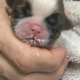 Shih Tzu Puppies from Willow Lane Shih Tzus