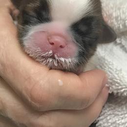 Shih Tzu Puppies from Willow Lane Shih Tzus
