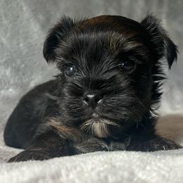 Toby - Black and tan male Yorkshire Terrier puppy in Jacksonville, Florida from The Yorkie Shack