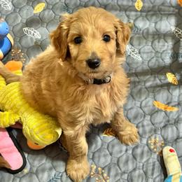 Linus (Gray Collar) - Apricot male Goldendoodle puppy in Bay City, Texas from Charming Doods