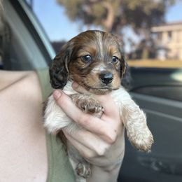 Dachshund Puppies from Monterey Bay Dachshund Kennel