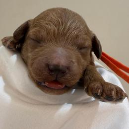 Orange Collar - Red  male Goldendoodle puppy in Cape Coral, Florida from Nay Nays Mini Doodles