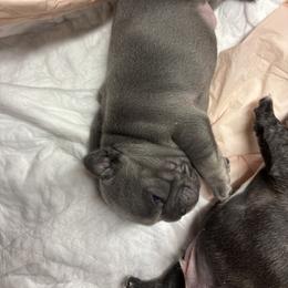 French Bulldog Puppies from Fair Towne Frenchies