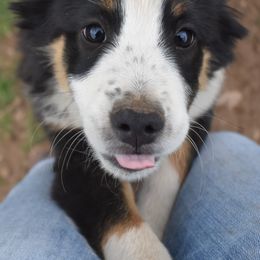 Miniature Australian Shepherds from Rockin' A Miniatures
