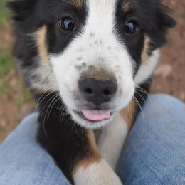 Miniature Australian Shepherds from Rockin' A Miniatures