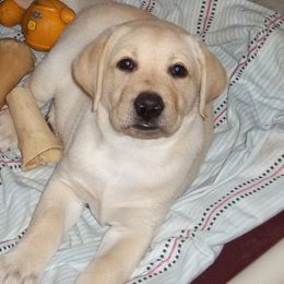 Labrador Retriever Puppies from Sommit Labradors