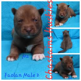Faolan Male 2 - Red and white male Siberian Husky puppy in Hiawassee, Georgia from Chastains Huskies