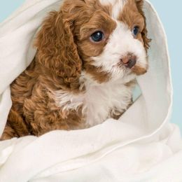 Cockapoo Puppies from Eden Dog