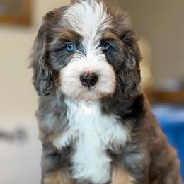 GORMAN - Tri-color male Bernedoodle puppy in Yuciapa, California from AlltheDoodlez_