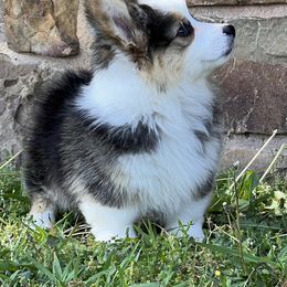 Pembroke Welsh Corgi Puppies from S&K Woodwickcorgis