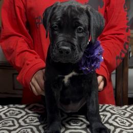 Purple collar - Gray brindle female Cane Corso puppy in Clewiston, Florida from Far From Average Kennels