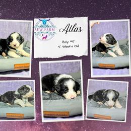 Australian Shepherd, Great Dane, and Great Pyrenees Puppies from AEW Farm