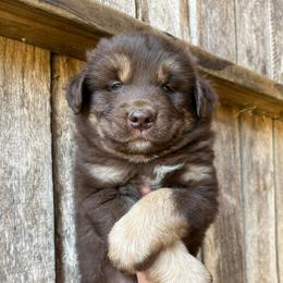 Joker - Red tri-color male Australian Shepherd puppy in Whitwell, Tennessee from Owl Hollow Farm