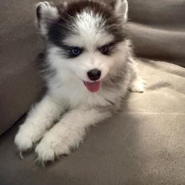 Oreo - Black and white female Pomsky puppy in West Sacramento, California from Pinkie's Pomskies