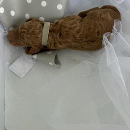 Jack - Red  male Poodle puppy in Cape Coral, Florida from Ruby the poodle