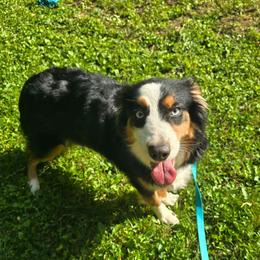 Roxie - Australian Shepherd