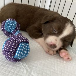 Miniature Australian Shepherd and Toy Australian Shepherd Puppies from Sunset Hill Mini & Toy Aussies
