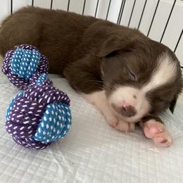 Miniature Australian Shepherd and Toy Australian Shepherd Puppies from Sunset Hill Mini & Toy Aussies