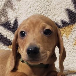 Dachshunds from Hilltop Aussies & dachshunds