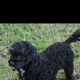 Lady - Poodle