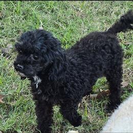 Lady - Poodle