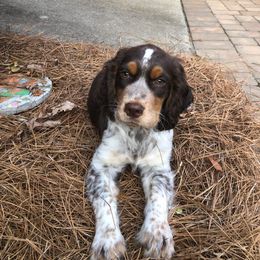 English Springer Spaniel Puppies from 31 Pines Springers & Retrievers